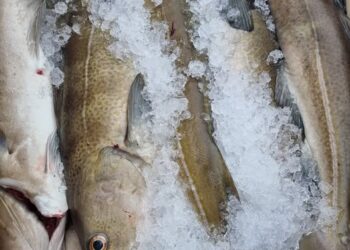 Áskrifandi að kvóta og leigir fyrir milljónir af sundlaugabar í sólarlöndum