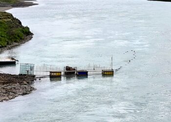 Hömlulausar netaveiðar í Ölfusá – Villti laxastofninn er í útrýmingarhættu
