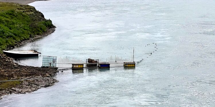 Hömlulausar netaveiðar í Ölfusá – Villti laxastofninn er í útrýmingarhættu