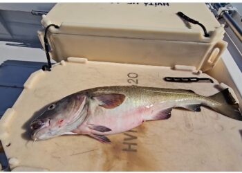 Veiddi slasaðan þorsk – ,,hefur allavega ekki lent á bíl“