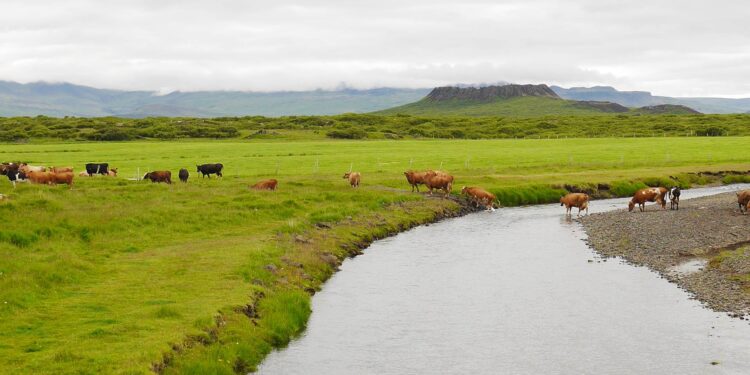 Nýliðunarstuðningur í landbúnaði 2025