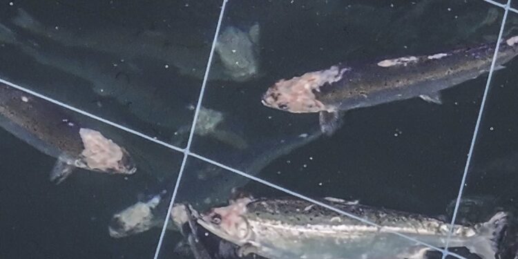 ,,Við vitum nákvæmlega hvað mun gerast hér á landi“