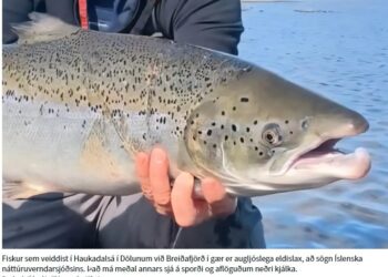 Hundruð eldislaxa gætu verið í Haukadalsá
