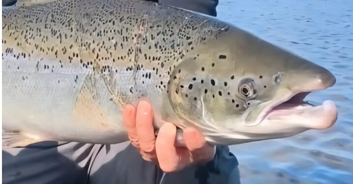 Hundruð eldislaxa gætu verið í Haukadalsá