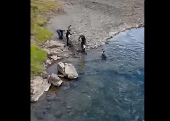 Kafarar finna eldislaxa í laxveiðiám