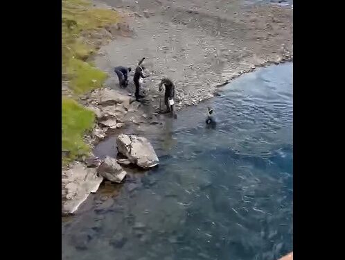 Kafarar finna eldislaxa í laxveiðiám