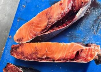 ,,Á pappír var fiskurinn í góðu lagi – ólöglegt að selja hann og hættulegt að borða“