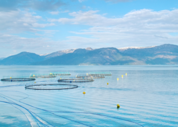 ,,Aldrei greitt tekjuskatt á Íslandi frá stofnun, frekar en hin sjókvíaeldisfyrirtækin“