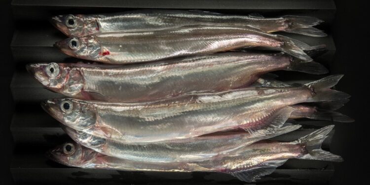 Loðnu að finna á stóru svæði