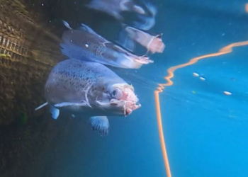 SVFR hvetur félagsmenn til að standa vörð um villta laxinn og íslenska náttúru