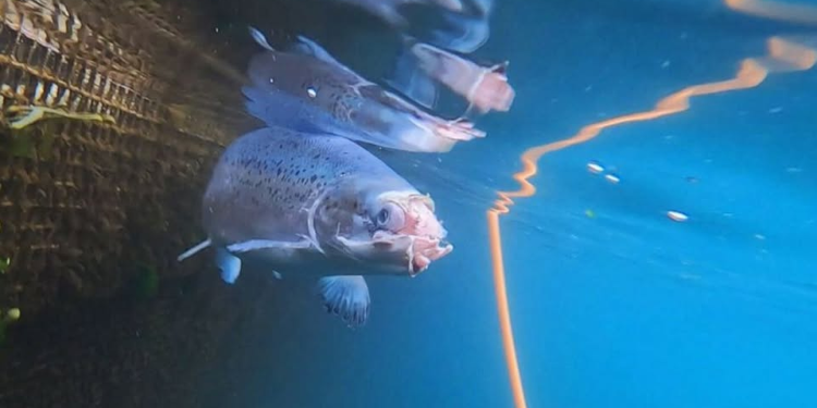 SVFR hvetur félagsmenn til að standa vörð um villta laxinn og íslenska náttúru