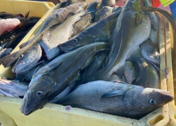 Mokveiði en strandveiðibátar mega ekki veiða