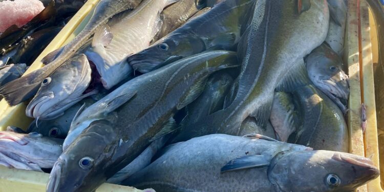 Mokveiði en strandveiðibátar mega ekki veiða